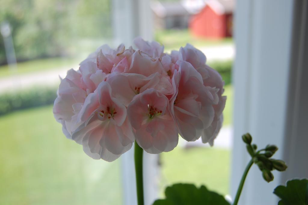 Brunnsgarden Bed & Breakfast Skellefteå Zewnętrze zdjęcie
